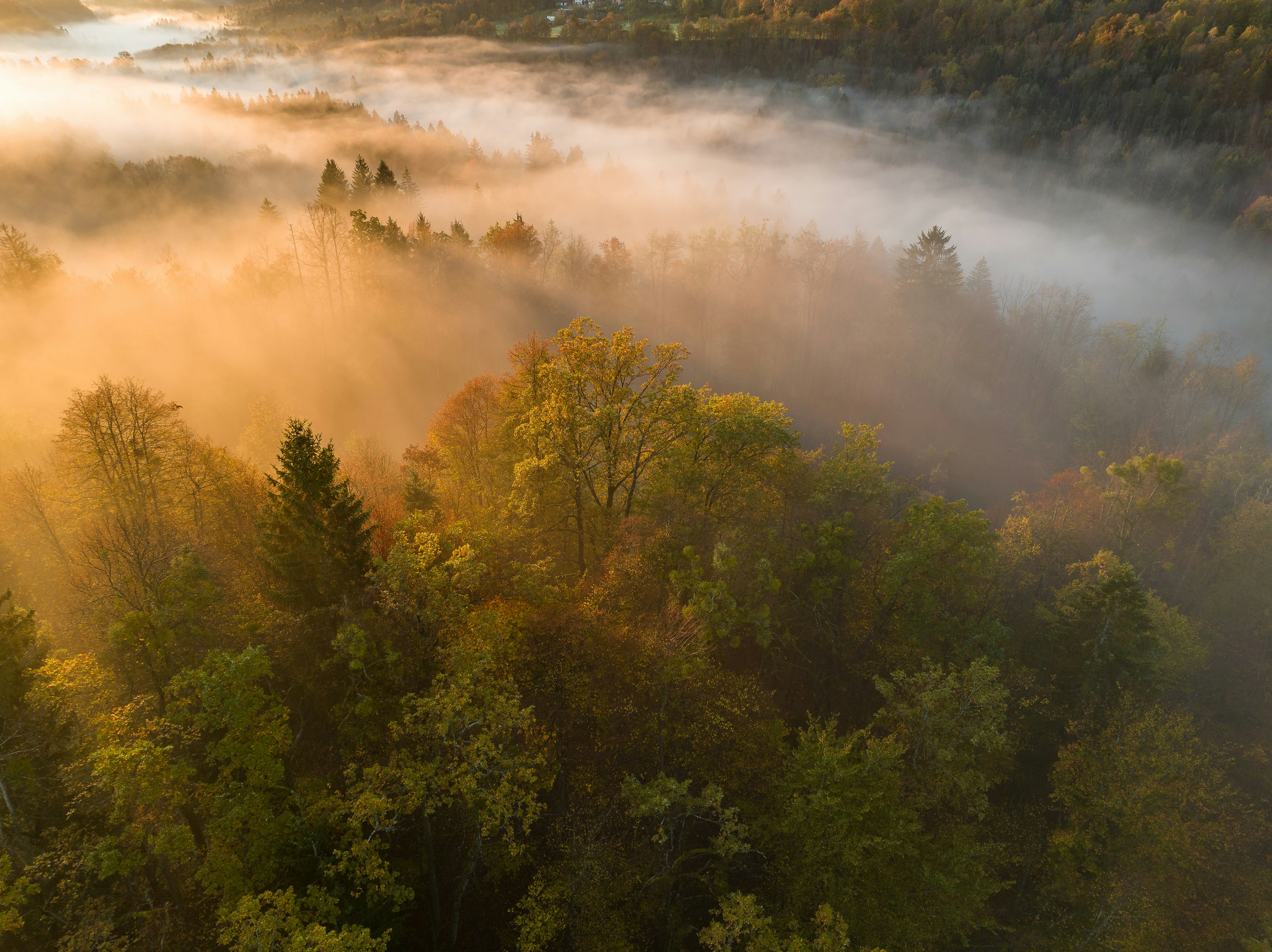 Mist over a forest